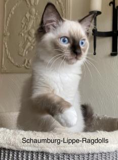 Ragdoll Kitten mit Stammbaum -Abgabebereit -