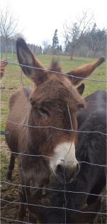 Eselhengst Linus 6 Jahre