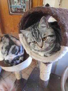 Typvoller junger BKH Kater mit Ahnentafel, geimpft, entwurmt, gechipt, kastriert, aus HCM PK