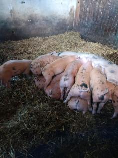 Duroc x Bunte Bentheimer Ferkel Schweine