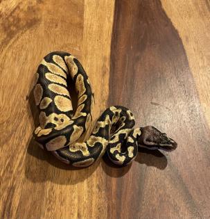 Königspython, Jungtiere, Ballpython