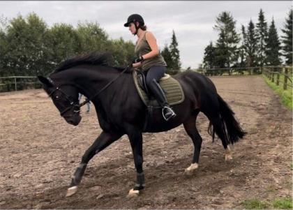 Reitbeteiligung Mensch 29J sucht Pferd