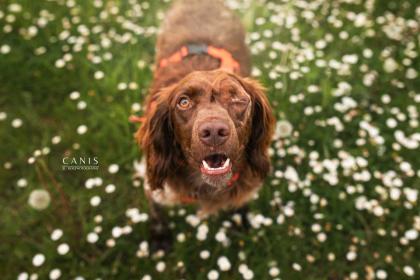 Bretone, Bretonischer Vorstehhund, Jagdhund