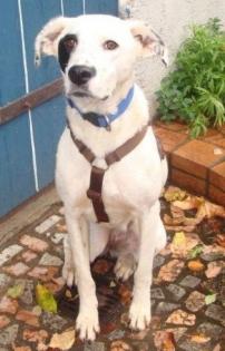 Belinda ein Traumhund, der aus dem Elend kam, sucht dringend seine Menschen