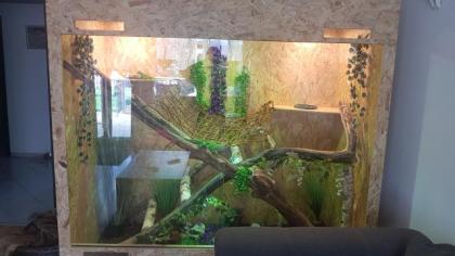2 Grüne Leguane Terrarium