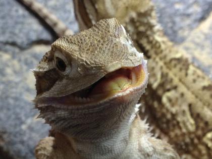Zwergbartagamen Jungtiere Pogona Henrylawsoni - Berlin