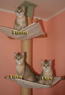 BKH Kitten in Golden Shaded