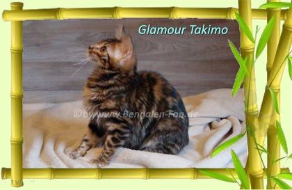 Cahsmere Bengal Kater sehr lieb pfiffig Evtl. sogar mit Zuchtfreigabe