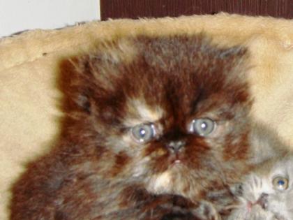 3 kleine Perserkatzen zu Verkaufen