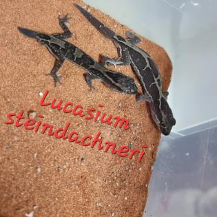 Amyae Wheeleri Deleani lucasium Diplodactylus