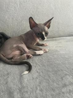 Liebevolle Sphynx Kätzchen abzugeben