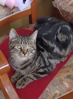 Liebevolles junge Kätzchen und Katerchen