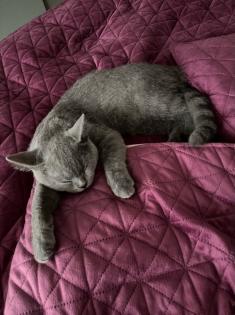 BKH Kitten geimpft, entwurmt und Stammbaum