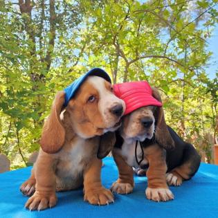 Entzückende Basset Hound Welpen