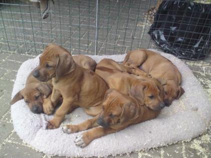 Rhodesian-Ridgeback-Welpen