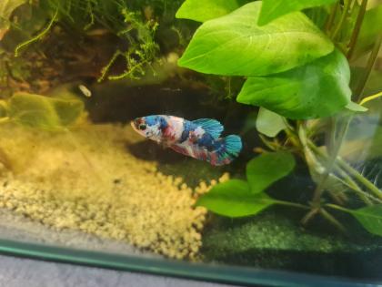 Betta Multicolor kampfisch waibchen