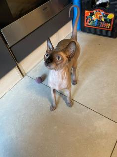 Sphynx Sphinx Katze Katzendame