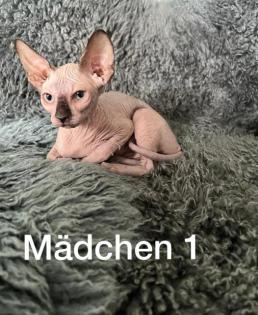 Süße Sphynx Kitten