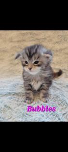 Maine Coon Kitten reinrassig