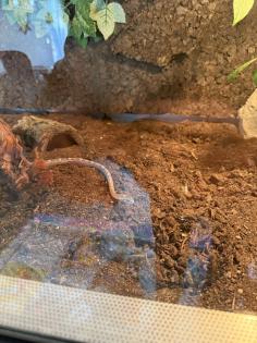 2 Kornnattern Hochwertiges Terrarium zu verkaufen