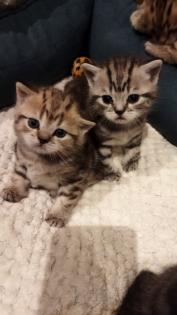 Verkaufe BKH Kitten