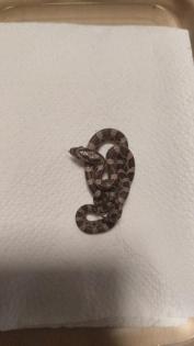 Kornnatterbabys 6/2021