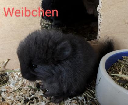 Chinchilla Babys Angora / Angoraträger suchen ein Zuhause