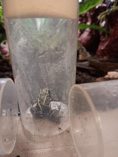 Dendrobates tinctorius nominat 0. 3