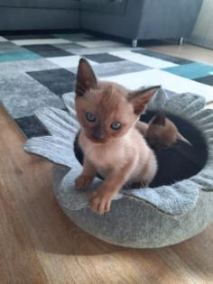 Tonkanese Kitten -650, 00 Euro VB