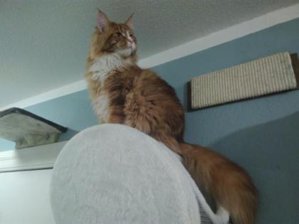 Deckkater Main Coon