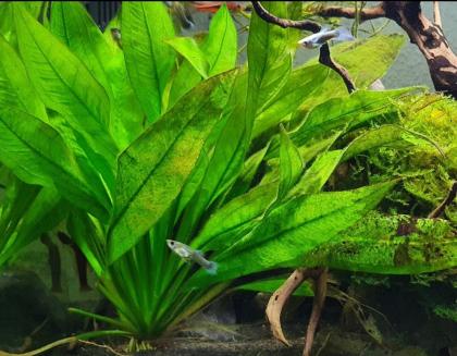 Guppys zu verschenken Babys Aquarienfische