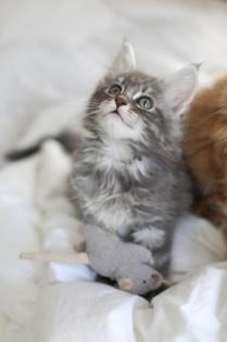 Maine coon Babies zu verkaufen