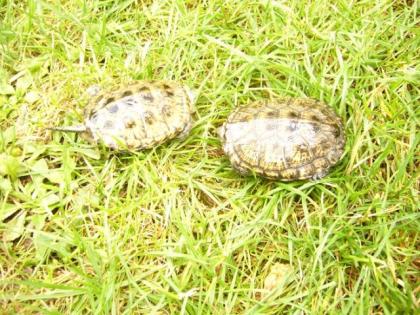 Europäische Sumpfschildkröten Emys orbicularis NZ 2021