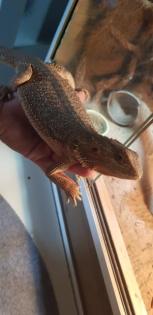 Terrarium mit Bartagame