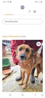 Tolle Welpen, Junghunde Hundesenioren