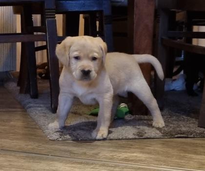 Labrador Welpen Reinrassig