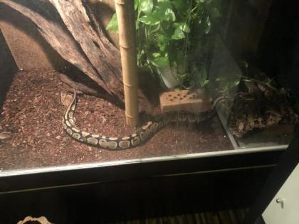 Königspython inkl. Terrarium