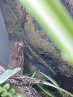 Anolis sagrei Bahama Anolis