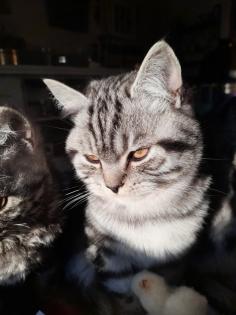 Zauberhafter kleiner BKH Kater mit Ahnentafel, geimpft, entwurmt, gechipt, kastriert, aus HCM
