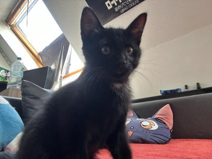 BKH/EKH Mix Kitten suchen ein zuhause