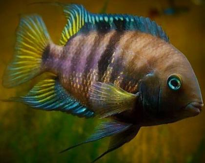 Malawi- u. Tanganjikacichliden