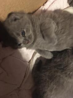 Russisch Blau BKH Kitten zum verlieben