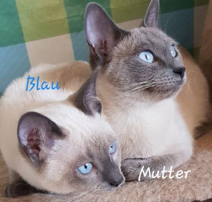 Siam / Thai Kitten Blue Point, Babys, Kätzchen. 1 Junge. Abgabebereit.