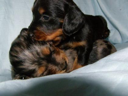 Zauberhafte Tiger Dackel Baby s am 19. 04. 2021 geboren