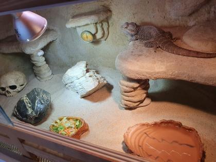 Bartagamen Mit Terrarium