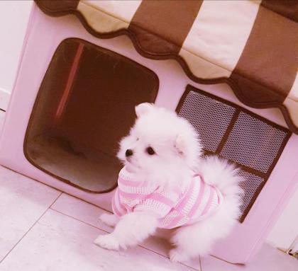 Pomeranian Zwergspitz