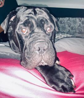 Cane Corso Mix