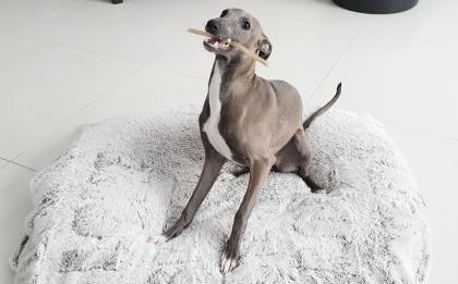 Italienisches Windspiel. Italian Greyhound