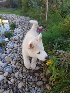 Akita Husky im Allgäu