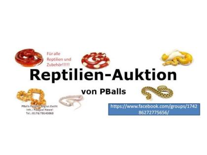 Reptilien Auktion Nur bei Facebook